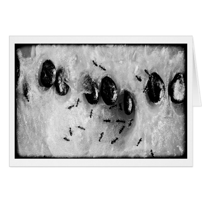 Cartão formigas surfadoras (Frente Horizontal)