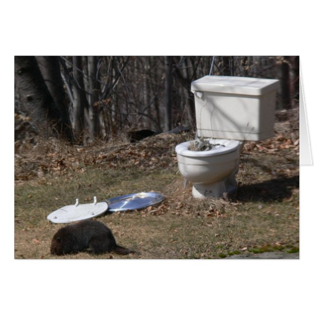 Cartão Forragem Groundhog (Frente Horizontal)