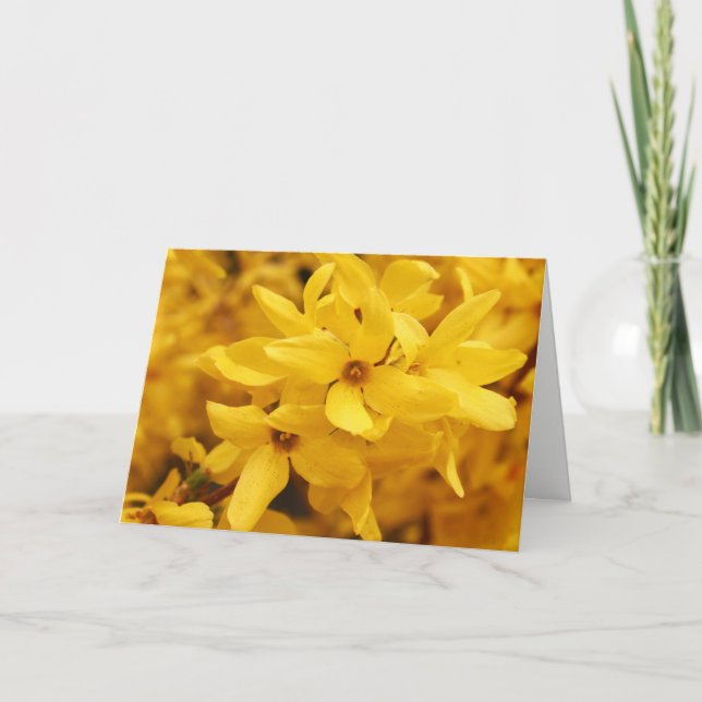Cartão Forsythia Flower Greeting Card (Frente)