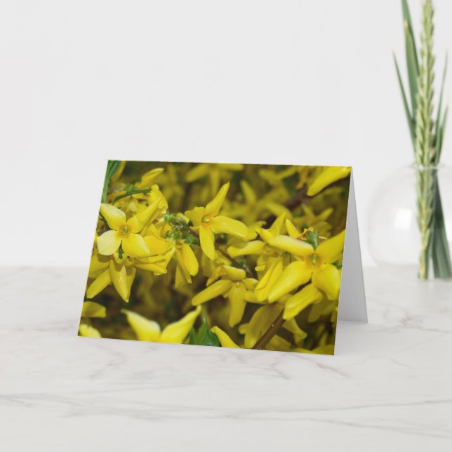 Cartão Forsythia Greeting Card (Frente)