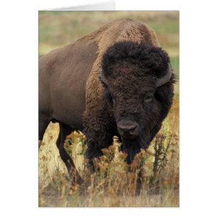 Cartão Foto Bison