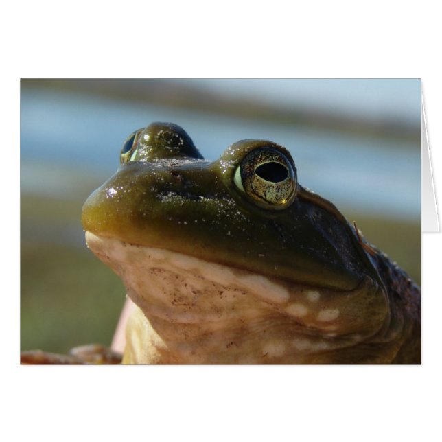 Cartão Foto Bullfrog, Príncipe Humor (Frente Horizontal)