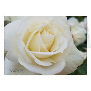 Cartão Foto como novo do rosa branco