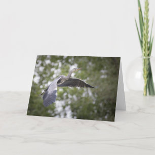 Cartão Foto da cinza Heron Nature