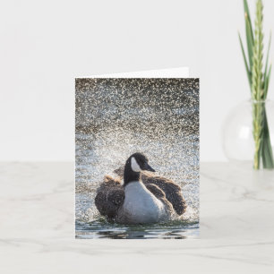 Cartão Foto da natureza de Bathing Goose