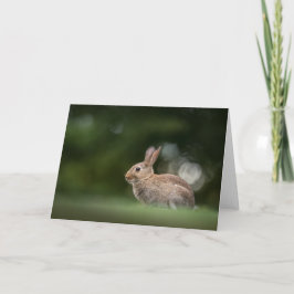 Cartão Foto da Natureza de Coelho