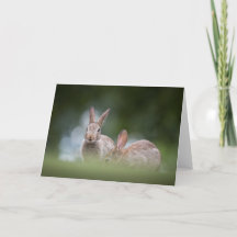 Foto da Natureza de Coelho