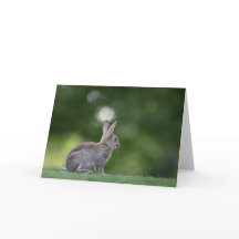 Foto da Natureza de Coelho