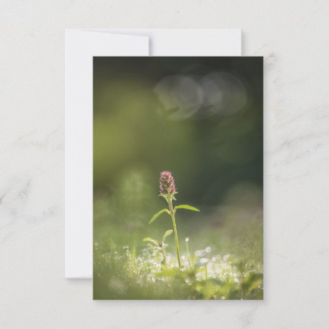 Cartão Foto da natureza do Prunella Flower (Frente)