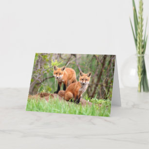 Cartão Foto de adoráveis kits de raposa vermelha