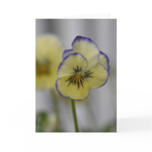 Foto de Amor-Perfeito Amarelo e Violeta – Cottagec