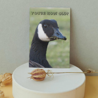 Cartão Foto de aniversário de ganso-do-canadá surpreso