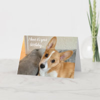 Foto de Cachorro Engraçado e Bonito, Aniversário