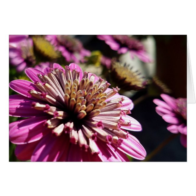 Cartão Foto de encerramento da margarida africana rosa Pu (Frente Horizontal)