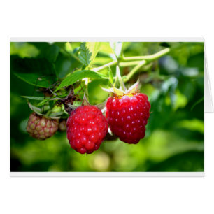 Cartão Foto de framboesa branca fruta de framboesas amora