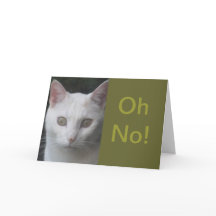 Foto de Gato Branco humorada ganha bem carta