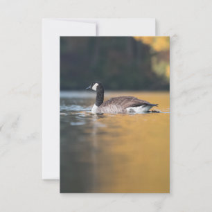 Cartão Foto de Goose Wildlife