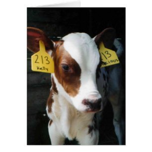 Cartão Foto de Kelly da fazenda das vacas do bebê das