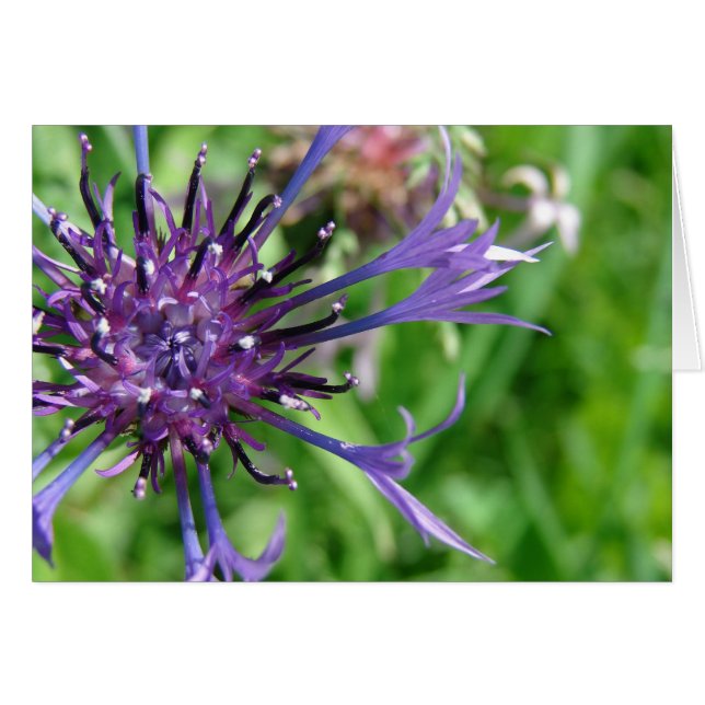 Cartão Foto de Macro de Flor Roxo (Frente Horizontal)