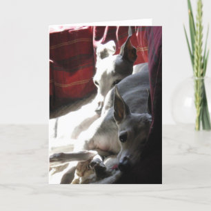 Cartão Foto de "Melhores Amigos" italiana de greyhound