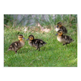 Cartão Foto de Patos Bebês