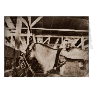 Cartão Foto de vista antiga do cavalo