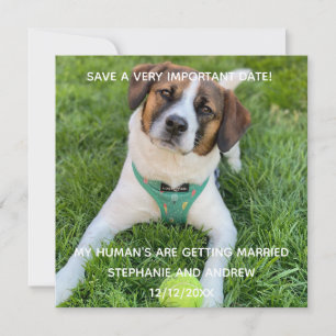 Cartão Foto do Cachorro Save The Date Noivado