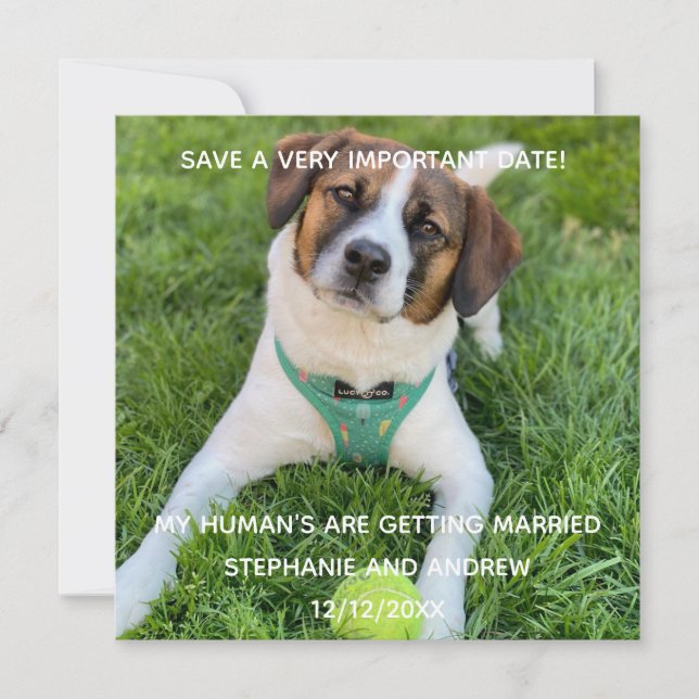 Cartão Foto do Cachorro Save The Date Noivado  (Frente)