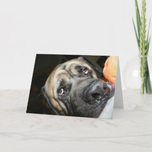 Cartão Foto do Mastiff Inglês Purebred