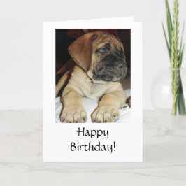 Cartão Foto do "Mastiff Puppy" em inglês bonito - Parabén