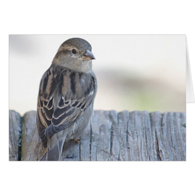 Cartão Foto do pardal (Frente Horizontal)