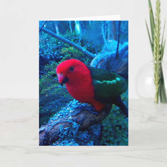 Cartão Foto do rei australiano Papagaio, vazio. (Frente)