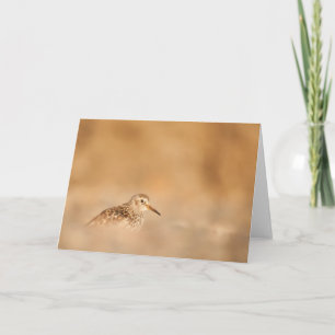 Cartão Foto do Sandpiper Bird Nature
