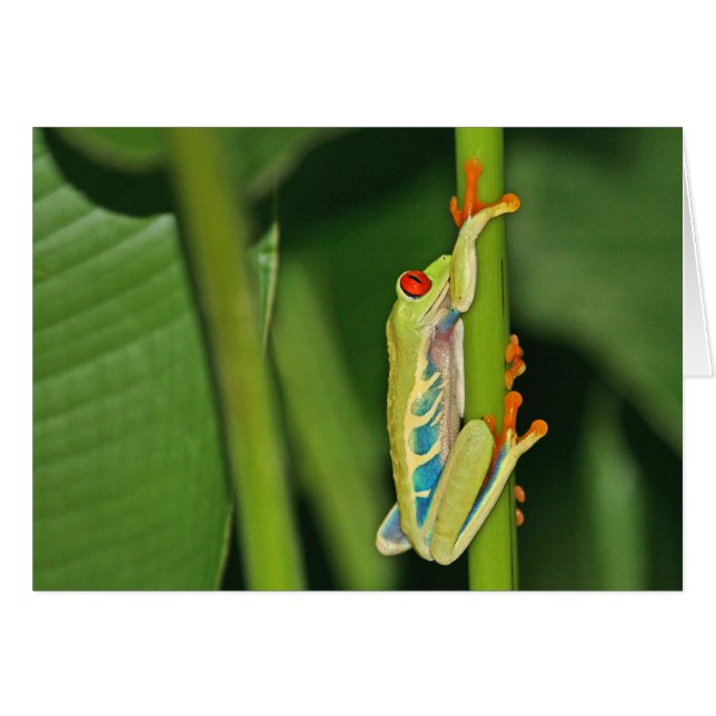 Cartão Foto do sapo de árvore (Frente Horizontal)