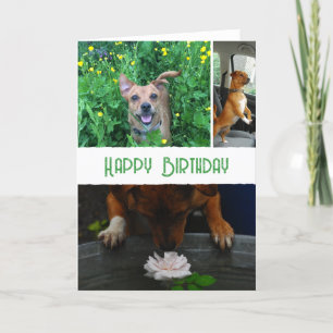 Cartão Foto e mensagem personalizadas de animal de estima
