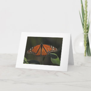 Cartão Foto em Branco da Borboleta Laranja na Natureza