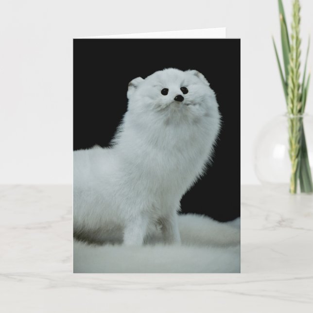 Cartão Foto Ferret Taxidermy Mount Fine Art (Frente)