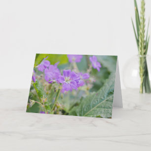 Cartão Foto floral de gerânio roxo Violeta Flor Silvestre