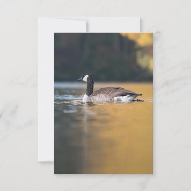 Cartão Foto Goose Wildlife (Frente)