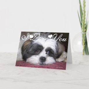 Cartão Foto Imagem do Cão Shih Tzu Eu Te Amo