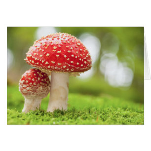 Cartão Foto macro do amanita Muscaria na floresta