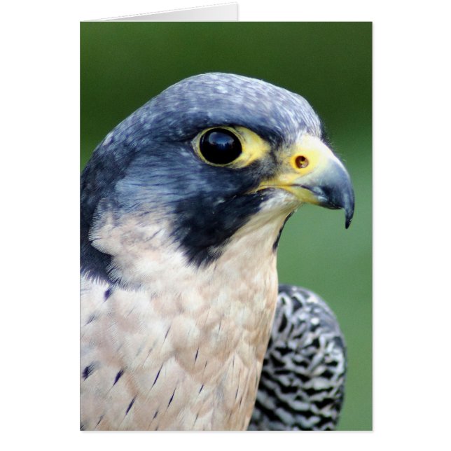 Cartão Foto Peregrine Falcon Face (Frente)