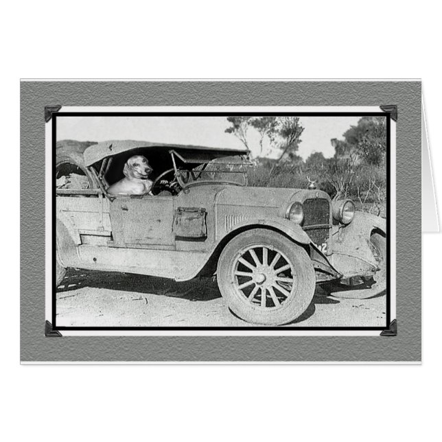 Cartão Foto preta e branca do carro velho.Dachshund dirig (Frente Horizontal)