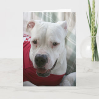 Cartão Foto White American Bulldog