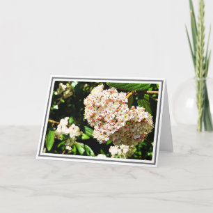 Cartão Foto: White Viburnum Pink Buds e Folhagem Verde