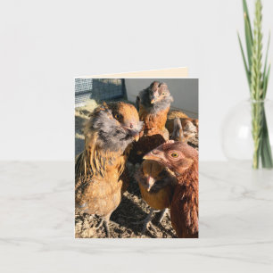 Cartão Fotografia aproximada de galinhas se reunindo
