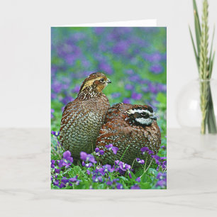 Cartão Fotografia Bobwhite Quail