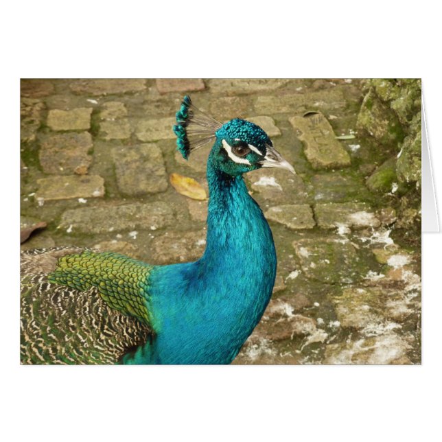 Cartão Fotografia da Bela Natureza do Pavão (Frente Horizontal)