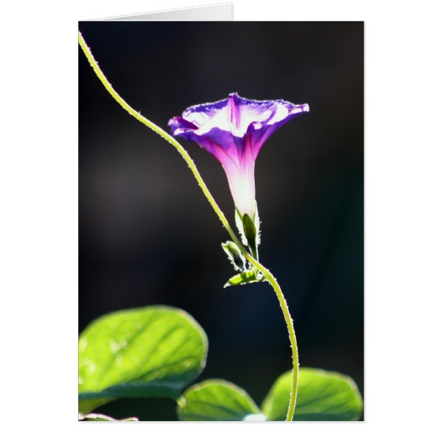 Cartão Fotografia da corriola da "glória" (Frente)