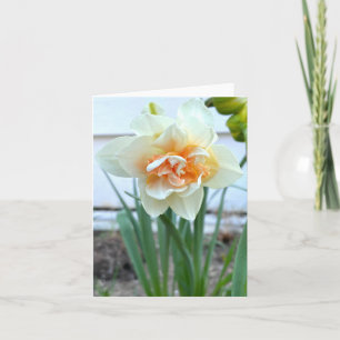 Cartão Fotografia da Flor Daffodil Branca